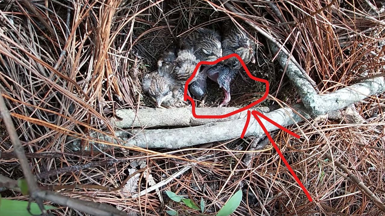 Day12,Poor cuckoo, all the other birds have grown up and it's still pushing the birds