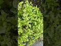 Tulsi plant care tips🌿🪴| तुलसी को कैसे घना बनाए#gardening #trending #shorts #beautiful #nature #love