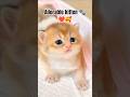 Cute Kittens 😍🩷 #catvideos #kittens #kittenlove #cutekitten #kittenlife #viral #funny #fyp