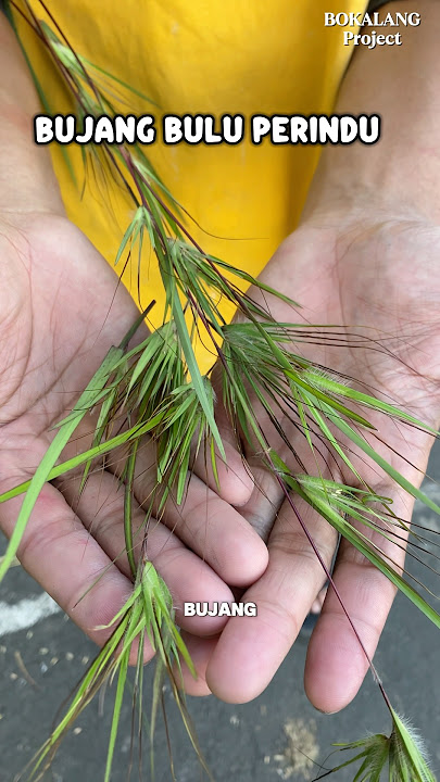 Playing Bujang Bulu Perindu Wild Grass.😁 #bolang #adventure #nostalgia