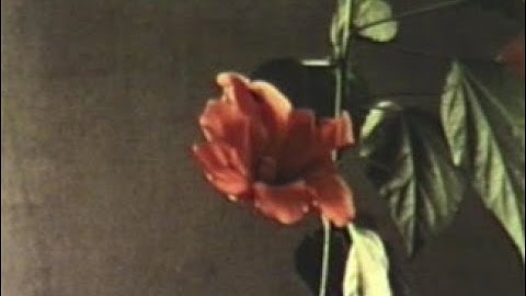 Jamie Salloum - Will I Ever? (Official Music Video)