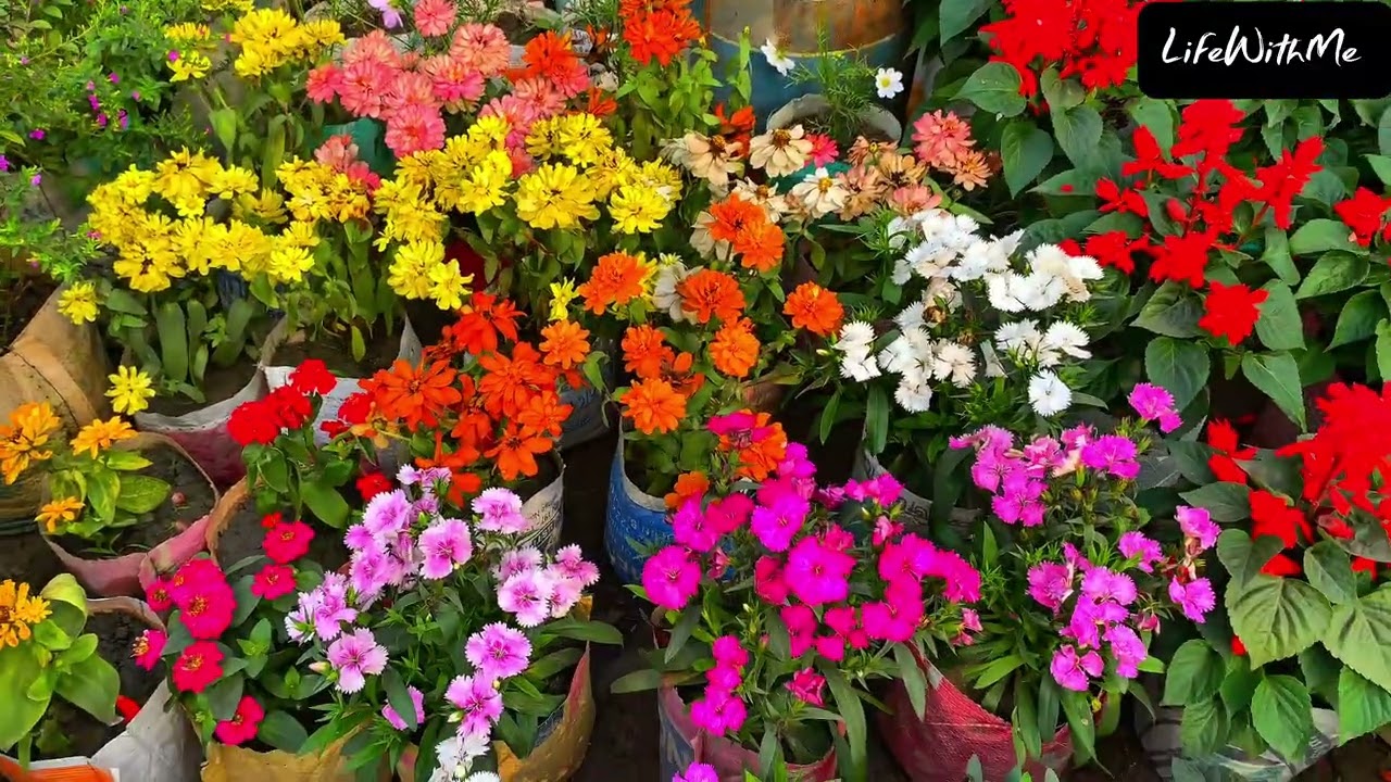 Flowers can heal us ❤️💛💙🤍🧡🩷💚