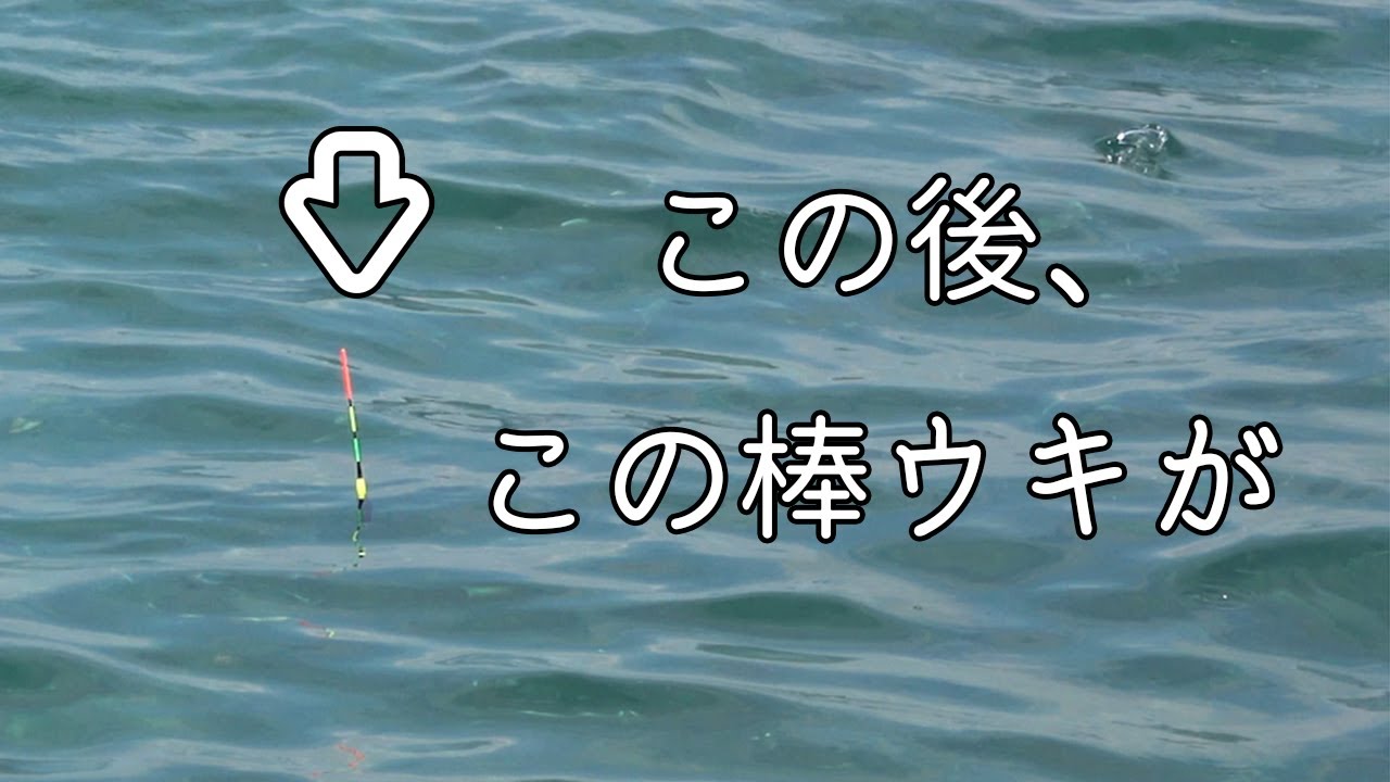 晴天の館山。護岸でウキ釣りをやってみた #フカセ釣り #アイゴ #メジナ