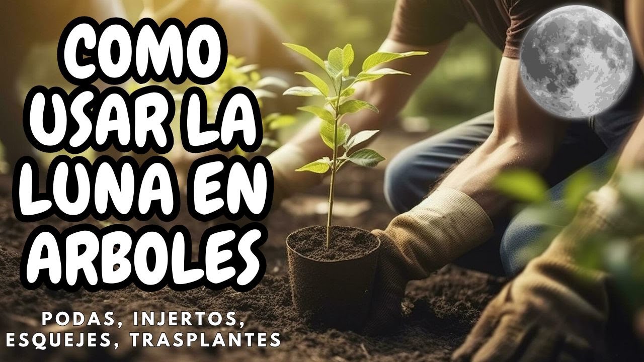🌙 Como Usar La LUNA EN ARBOLES, Podas, Trasplantes, Esquejes, Etc. 🌳🌕