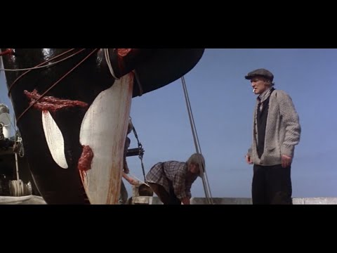 Orca: The Killer Whale (1977) Killing the Female