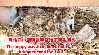 Heartbreaking! 3 Pitiful Puppies Abandoned under a Dark, Damp Bridge
