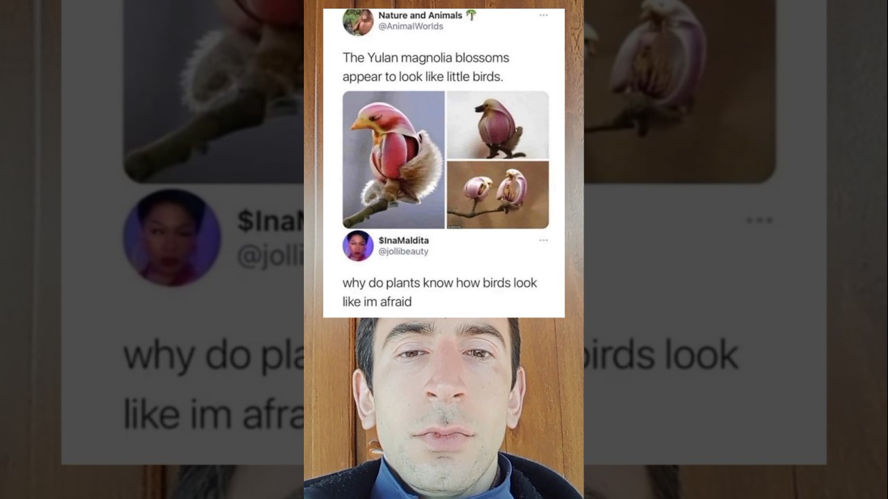 The Yulan magnolia blossoms appear to look like little birds