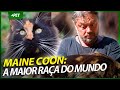 MAINE COON, O MAIOR GATO DO MUNDO! | EP.1 | CRIAÇÃO E CRIADOR