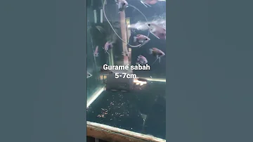 Gurame Sabah 5 7cm Import Malaysia Pemesanan Via Whatsapp 081311522717 