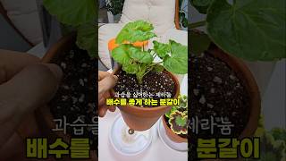과습 싫어하는 제라늄 똑똑한 분갈이 방법 3가지! 백만송이 꽃 피워볼까?