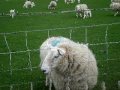 Sheep baaa