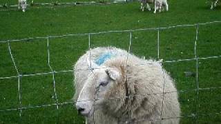 Sheep Baaa