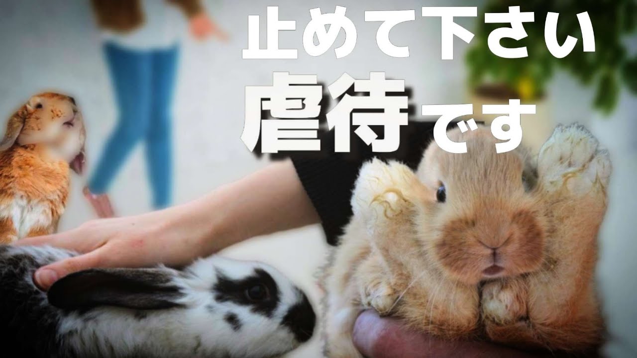 飼い主が知らずにうさぎにやってしまう虐待行動 Youtube 飼い主が知らずにうさぎにやってしまう虐待行動 Youtube