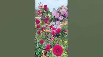 Ai muốn một bó hoa thược dược tuyệt đẹp? #farmya #shorts #agriculture