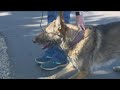 See how cadaver dogs are trained to help investigators solve cases