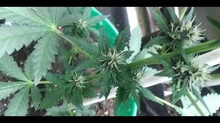 breeder update on auto fadtbuds and herbies seeds