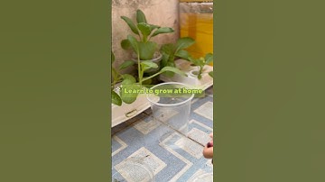 Spring onion Learn to grow at home 🥬#crops #farming #cultivation #shorts #video #fyp