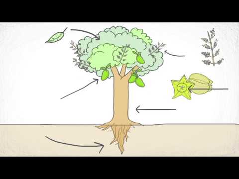 Video: Apa Fungsi Dari Akar Tumbuhan?
