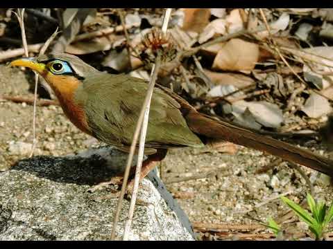 Canto do jacuzinho | Pássaros Org