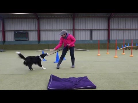 Video: Hoe Te Werken Met Een Hond