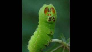 Gary the caterpillar