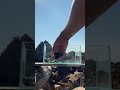 水が沸騰するシャコパンチ【アウトドアアクアリム】