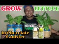 How To Grow Lettuce in Chocolate Canister | Paano magtanim sa Garapon ng Tsokolate