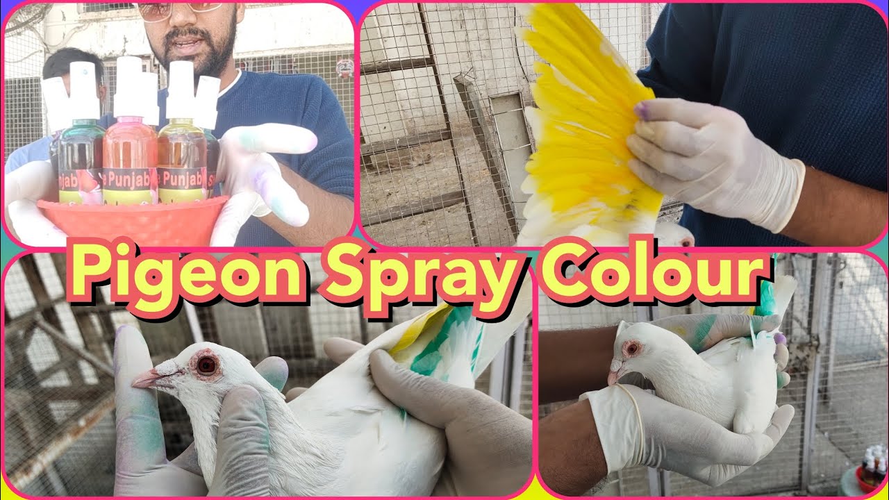 Pigeon Spray Colour... स्प्रे रंग... लाल पीला नीला हारा गुलाबी केसरी... All India Delivery