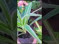 #indoorplants #spiderplant #shorts #shortvideo #viralvideos❣️ #viralshort #shortsviral  #gardening