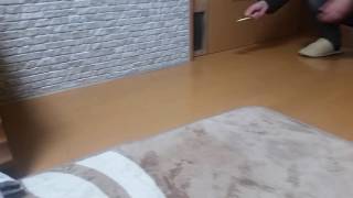 猫　自作出入口