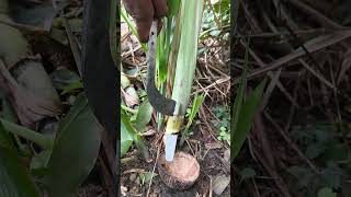 Download Mp3 tidak ada yang di  harapan #petanigetah #seluruhdunia