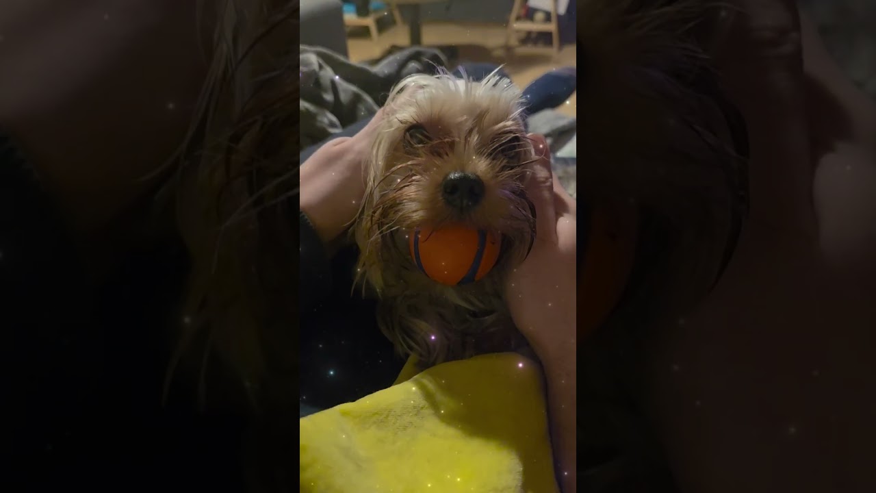 Just Me and My Yorkie Having a Cozy Moment 🐶🫶