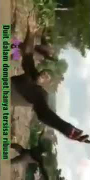 Status WA monyet joget