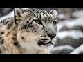  10 mystical facts about snow leopards  snowleopard wildlifeconservation mountain