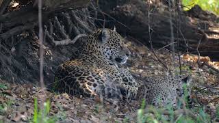 Playful Jaguar Cub Filmed Up-Close While Nursing