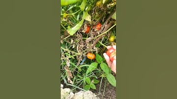 Mari kita panen tomat Ranti 😁. #shorts #viralvideo #garden #tomato