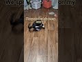 My cat on drugs