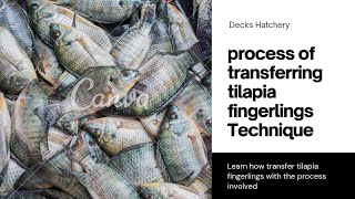 Process involved when transferring tilapia fingerlings