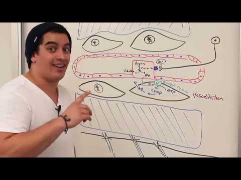 Male Reproductive System Erection Ejaculation