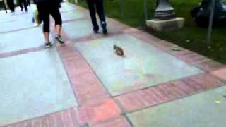 UCLA squirrel!.mp4