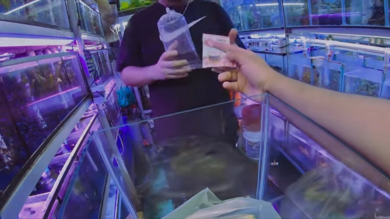 ARMANDO UN NANO ACUARIO PARA MI PEZ BETTA A LAS 3 AM (NUEVOS PECES) - Yayofish