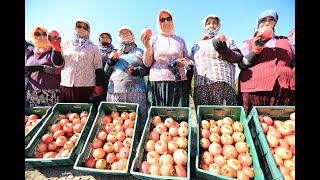 Nar Neşesi Zeytinköyde Yaşanacak