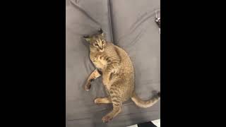 Ariel Caracat Pet