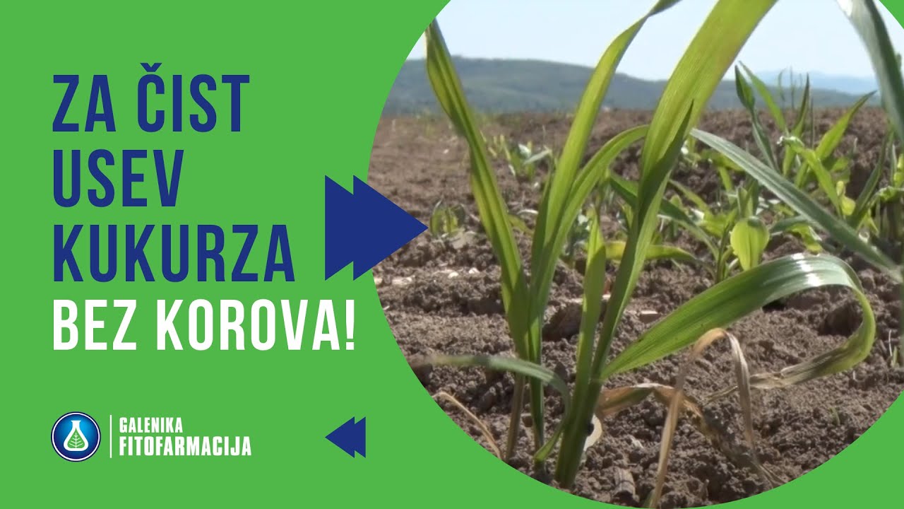 KOROVI Nemaju Šanse - SKAUT i TALISMAN za Potpunu Zaštitu Kukuruza