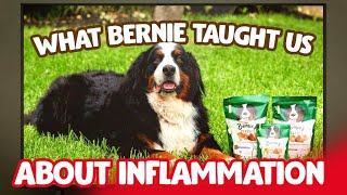 What Causes a Normal Inflammatory Response? Supporting Your Dog’s Total Wellness