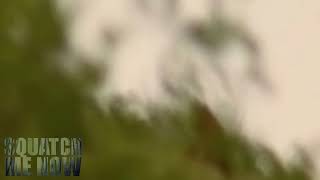 California National Park Sighting - 1985 - BIGFOOT, SASQUATCH, YETI, CRYPTIDS