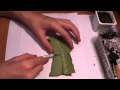 Размножение стрептокарпуса листом