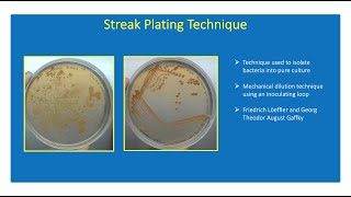 How To Perform Streak Plating Technique | Isolate Bacteria Into Pure Culture👨🏻‍🔬🧫