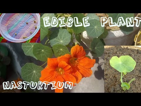 How To Grow Nasturtium From Seeds - YouTube