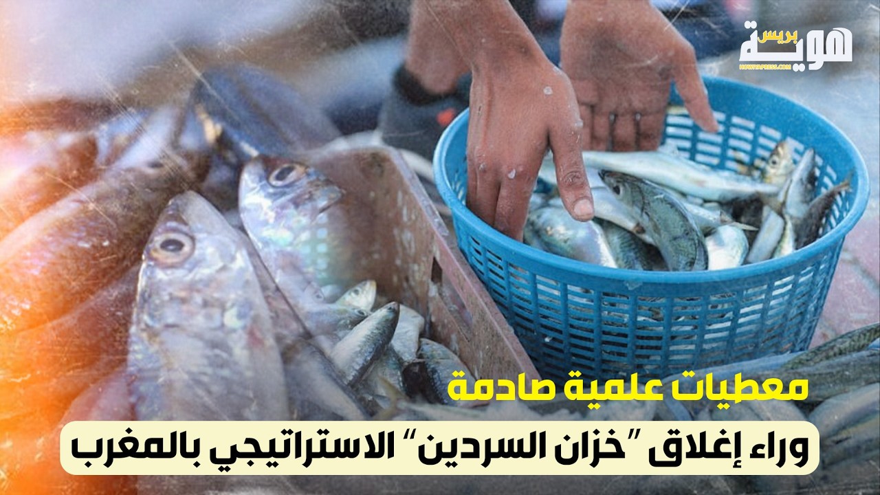 معطيات علمية صادمة وراء إغلاق “خزان السردين” الاستراتيجي بالمغرب